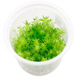 Погостемон Middle Green d 6,5 см (меристемное растение)