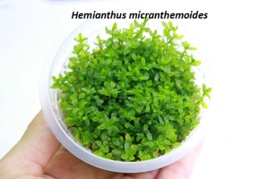 Микрантемум (Хемиантус) Микрантемойдес (меристемное растение)