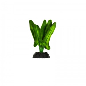 BARBUS Шелковое растение Анубиас Хатифолия 10 см