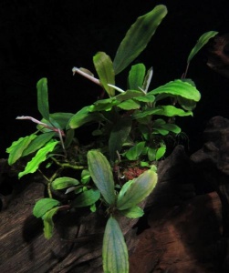 Буцефаландра Bucephalandra sp. Blue Green НОВИНКА!