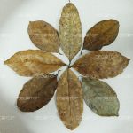 DECOTOP Jackfruit XS – Листья джекфрута, 10-15 см, 10 шт.