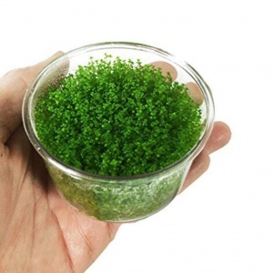 Хемиантус куба d 6,5 см (меристемное растение)