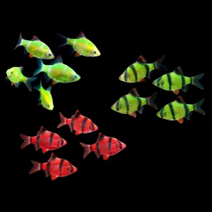 Барбус Суматранский (GloFish) ассорти