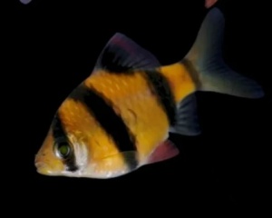Барбус Суматранский ОРАНЖЕВЫЙ (GloFish) светящийся