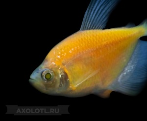 Тернеция (GloFish) Желтая Светящаяся