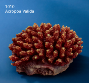 Искуственный коралл Acropoa Valida 15x15x9