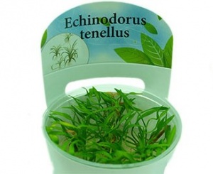 Эхинодорус Теннелус (меристемное растение),d 6,5 см