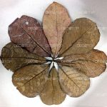 DECOTOP Catappa M – Листья индийского миндаля, 20-25 см, 10 шт.
