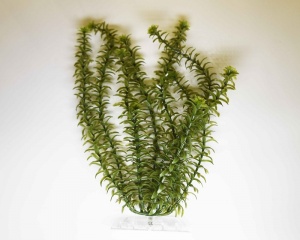 Растение аквариумное Anacharis 1 (S)  15см.