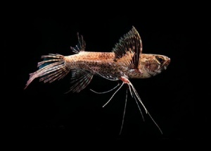 Пантодон - Рыба Бабочка