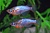 Рисовая Рыбка (Оризиас Вовора )