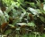 Криптокорина Петча (меристемное растение), ф60х40 мм