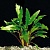 Криптокорина Лютея (меристемное растение), ф60х40 мм