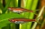 Rasbora pauciperforata