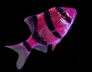 Барбус Суматранский ПУРПУР (GloFish) светящийся