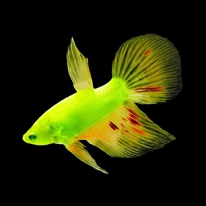 Петушок GloFish Дельта (самец)