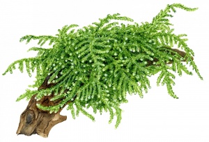 Мох Плакучий (меристемное растение), ф60х40 мм