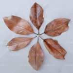 DECOTOP Magnolia S – Листья магнолии, 15-20 см, 10 шт.