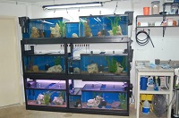 Содержание аквариумных рыбок в магазине