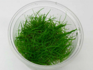 Элеохарис Мини d 6,5 см  (меристемное растение)