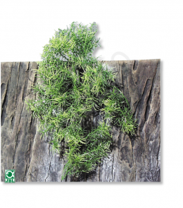 JBL TerraPlanta Casuarina - Искусственное подвесное растение для террариумов, 50 см.