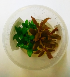 картинка Стаурогин Репенс + Альтернатера Рейнека мини Mix d 9 см (меристемное растение) от компании Аксолотль