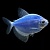 Тернеция (GloFish) Синяя Светящаяся