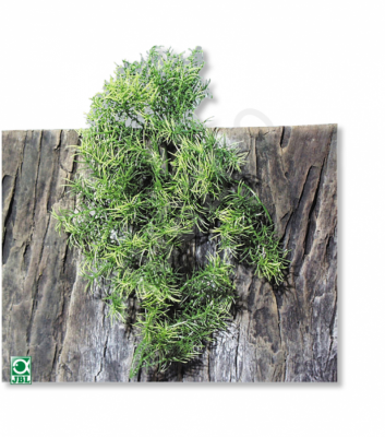JBL TerraPlanta Casuarina - Искусственное подвесное растение для террариумов, 50 см.