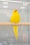 Попугай Какарик Желтый