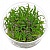 Криптокорина Афинис (меристемное растение), d 6,5 см