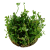 TROPICA Марсилия хирсута (меристемное растение)
