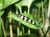 БОЦИЯ ХИСТРИОНИКА (Botia histrionica)
